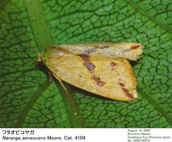 کرم برگخوار سبز برنج